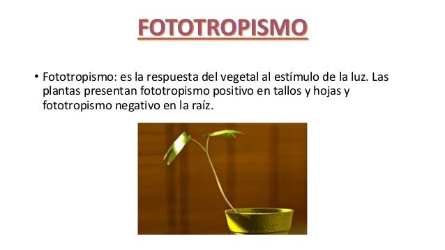 Seres vivos com fototropismo positivo 52 Seres vivos com fototropismo positivo 16